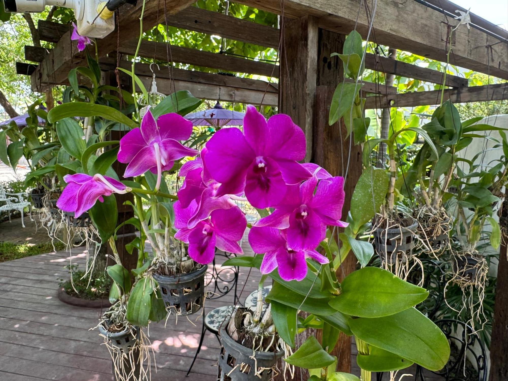 Chiang Mai Las Orquideas Resort מראה חיצוני תמונה