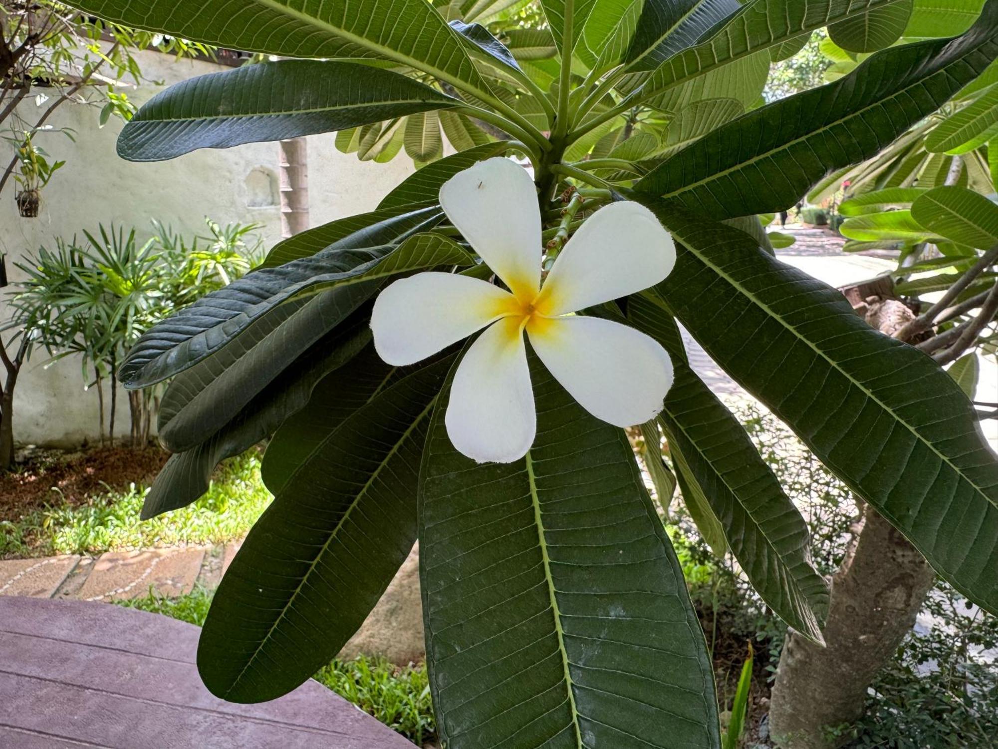 Chiang Mai Las Orquideas Resort מראה חיצוני תמונה