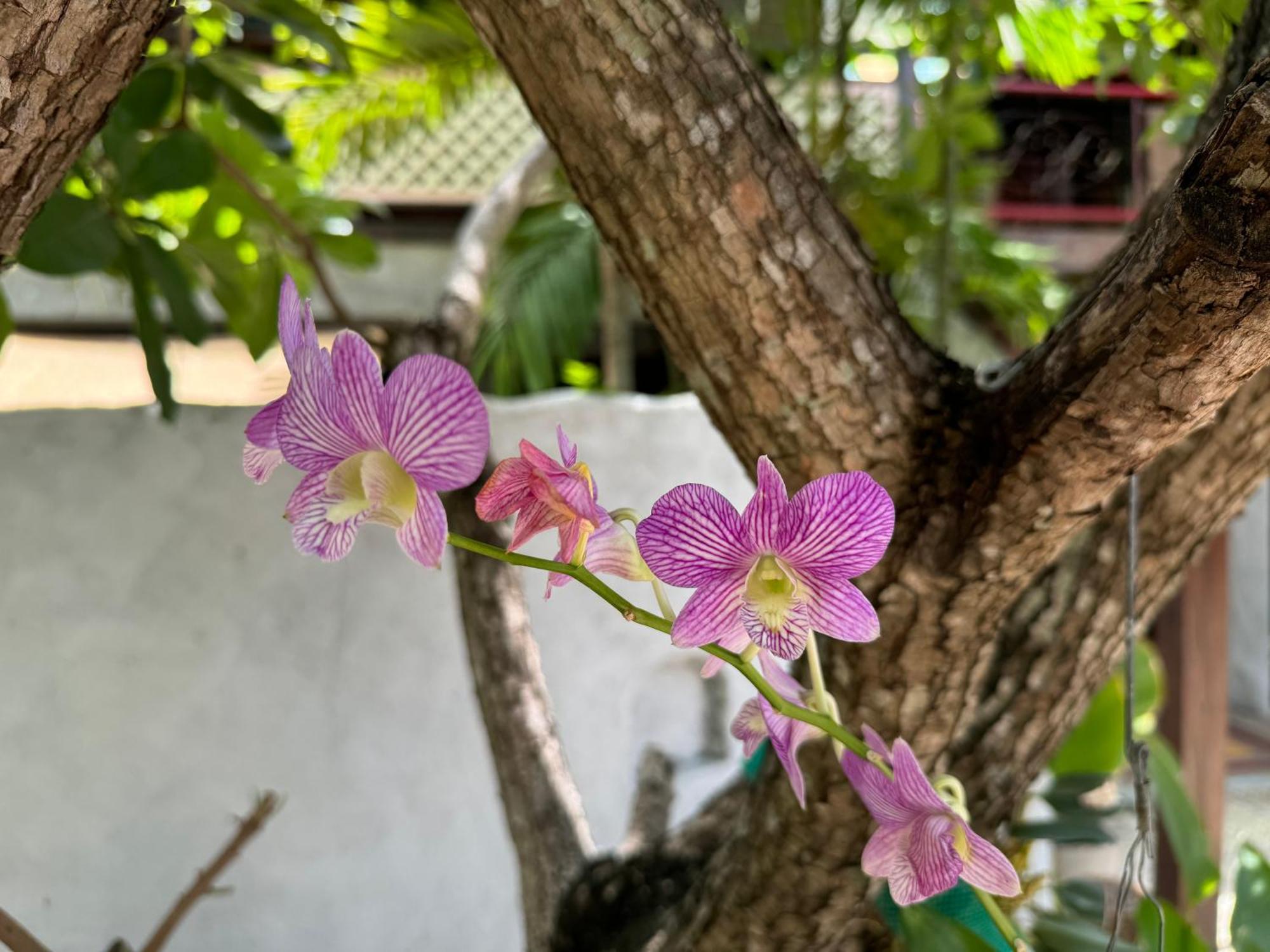 Chiang Mai Las Orquideas Resort מראה חיצוני תמונה