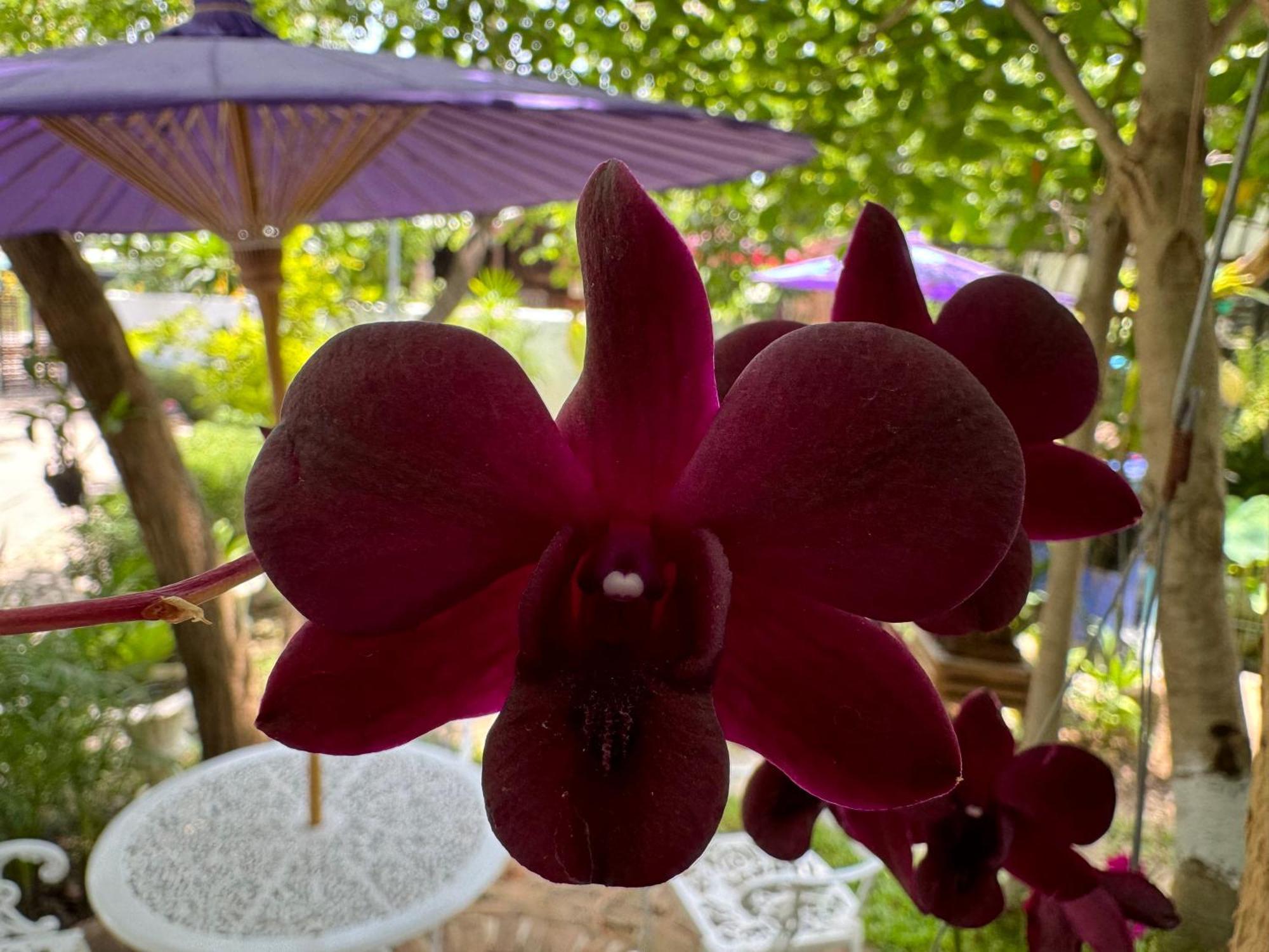 Chiang Mai Las Orquideas Resort מראה חיצוני תמונה